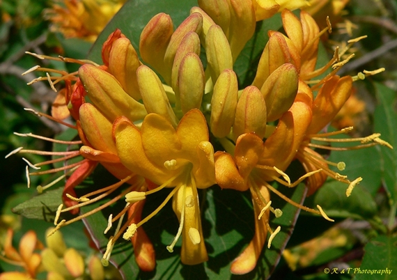 {Lonicera flava}